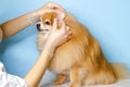 Examination of dog by veterinarian.