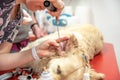 Examination of the ear of a golden retriver at a veterinary clinic.