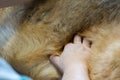 Examination of a german shepherd in a veterinary clinic Royalty Free Stock Photo