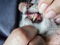 Jaw of a gray cat with periodontal disease, closeup