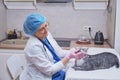 Examination of the mouth and teeth of the cat by a veterinarian on the table in the home kitchen Royalty Free Stock Photo