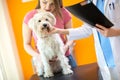 Examination of sick Maltese dog in vet clinic Royalty Free Stock Photo