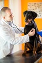 Examination with stethoscope of Great Done dog in vet ambulant