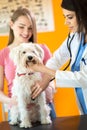 Examination with stethoscope of white dog in vet infirmary