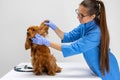 On examination by a vet doctor. Young beautiful woman, veterinary examines brown spaniel dog. Medicine, pet care