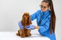 On examination by a vet doctor. Young beautiful woman, veterinary examines brown spaniel dog. Medicine, pet care