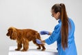 On examination by a vet doctor. Young beautiful woman, veterinary examines brown spaniel dog. Medicine, pet care