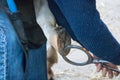 Examine sick horse by looking at and treating the hooves