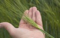 Examing the green wheat