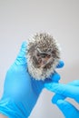 Examining Baby hedgehog with a veterinarian.African pygmy hedgehog in the hand of a doctor.hedgehog in the hands of a Royalty Free Stock Photo