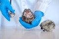 Examining Baby hedgehog with a veterinarian. hedgehog health.prickly pets in the hands of a veterinarian in blue Royalty Free Stock Photo