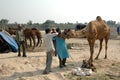 Examining camel's teeth