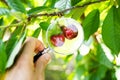Examining Fresh Growing Organic Fruit