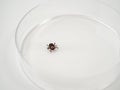 Examining Infectious Dermacentor Dog Tick Parasite Spider Insect Macro, in a glass box on a white background. Royalty Free Stock Photo