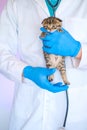 Examining a kitten with a veterinarian. Scottish fold tabby kitten in the hands of a veterinarian in medical gloves on a