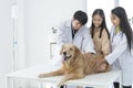 Examining pet in clinics concept. Golden retriever is enjoying fun at pet clinic