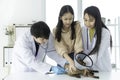 Examining pet in clinics concept. The vet is checking the cat`s health. Veterinarian doctor is making a check up of a cat Royalty Free Stock Photo