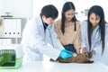 Examining pet in clinics concept. The vet is checking the cat`s health. Veterinarian doctor is making a check up of a cat Royalty Free Stock Photo