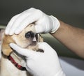 Examining a puppies teeth Royalty Free Stock Photo