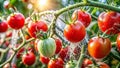 Examining a Severe Whitefly Infestation on Tomato Plants Architectural Detail and Pest Control Implications Royalty Free Stock Photo