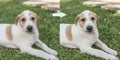 Example of AI Photo upscaling technology - A pixelated picture of a puppy on the left, and the the enhanced version on the right