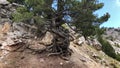 An example of a beautiful tree that prevents landslides in nature