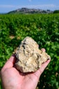 Example of caillottes Kimmerdigin limestone with oyster traces on vineyards around Sancerre wine making village, rows of sauvignon