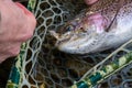 Rainbow trout that took a muddler