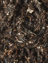 Healthy soil with tiny springtails Royalty Free Stock Photo