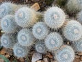 An example of a Mammillaria geminispina cactus Royalty Free Stock Photo