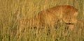 Roe Deer merges with the background of grasses Royalty Free Stock Photo