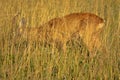 Roe Deer merges with the background of grasses Royalty Free Stock Photo