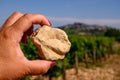 Example of terres blanches clay-limestone white soils on vineyards around Sancerre wine making village, rows of sauvignon blanc