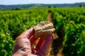 Example of terres blanches clay-limestone white soils on vineyards around Sancerre wine making village, rows of sauvignon blanc