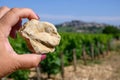 Example of terres blanches clay-limestone white soils on vineyards around Sancerre wine making village, rows of sauvignon blanc