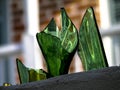 Broken Glass used as Security atop a wall in the French Quarter in New Orleans