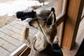 A example for a witty  idea - a curiouse attentive observer - an armed fox is searching the sorrounding with its binoculars Royalty Free Stock Photo