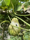 the portrait of the chayote squash hanging and being affected by pests, there is a large fly perched on the chayote that is almost