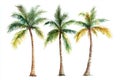 Examples given are hand-drawn tropical trees, hand-painted tropical trees, palm trees made with watercolor, and AI Royalty Free Stock Photo