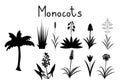 Examples of monocots Royalty Free Stock Photo