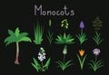 Exaples of monocots Royalty Free Stock Photo