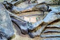 Excavated dinosaur fossils in museum