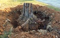 Excavated stump of an old dead tree with roots, close-up, change of city landscaping Royalty Free Stock Photo