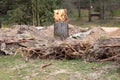 Excavated tree roots show uprooted tree trunk with roots as garden redesign and harvesting of timer, lumber and firewood removal Royalty Free Stock Photo