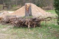 Excavated tree roots show uprooted tree trunk with roots as garden redesign and harvesting of timer, lumber and firewood removal Royalty Free Stock Photo