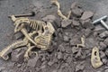 Excavating animal bones