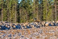 Excavator on a construction site with boulders at the forest edge Royalty Free Stock Photo
