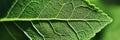 Exceedingly Green High Resolution Studio Shoot Featuring Macro Close-Up of Leaf Texture and Details Royalty Free Stock Photo