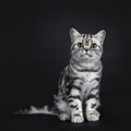 Excellent black silver tabby blotched British Shorthair cat kittens,isolated on black background