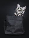 Excellent black silver tabby blotched green eyed British Shorthair kitten, Isolated on black background.